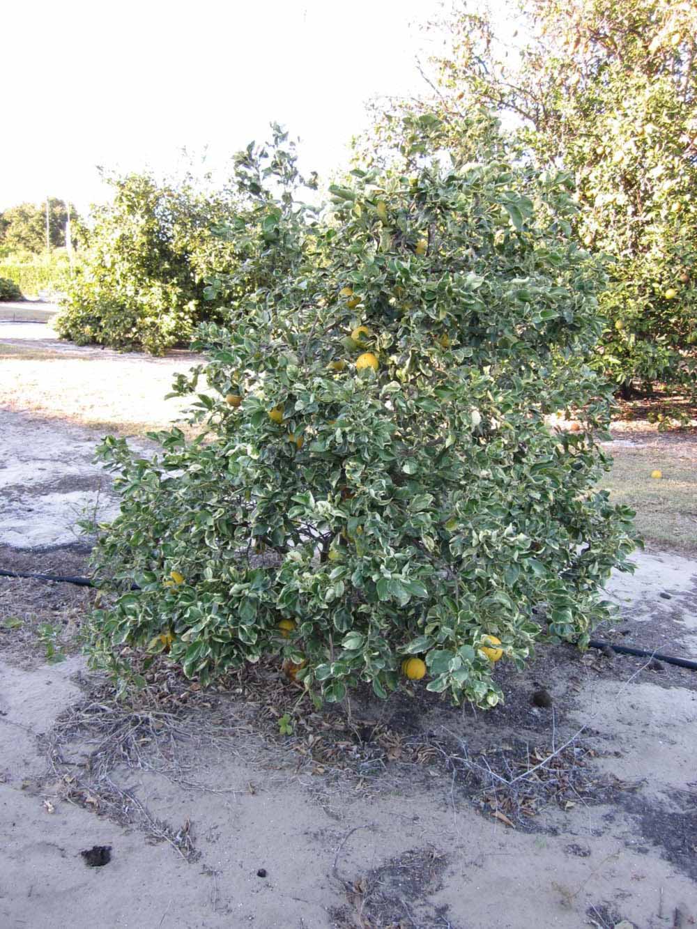              Habit (Winter Haven, FL)       